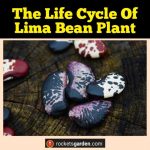 life cycle of a lima bean