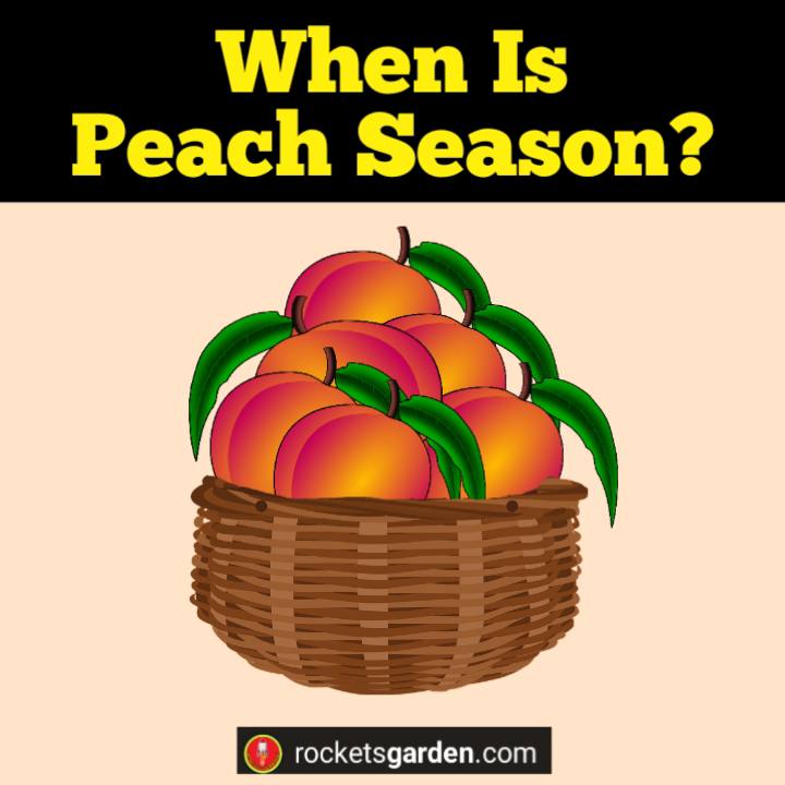 when is peach season