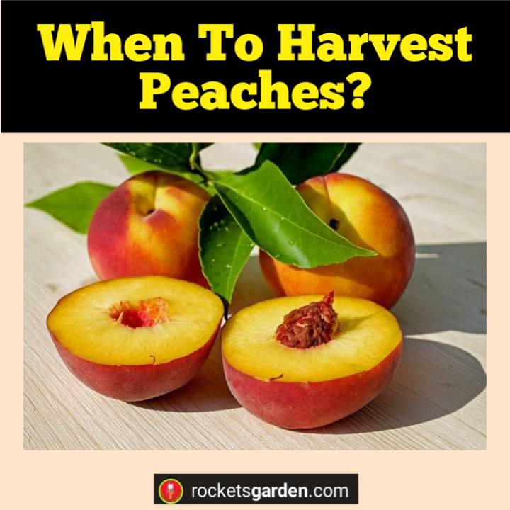 when to harvest peaches