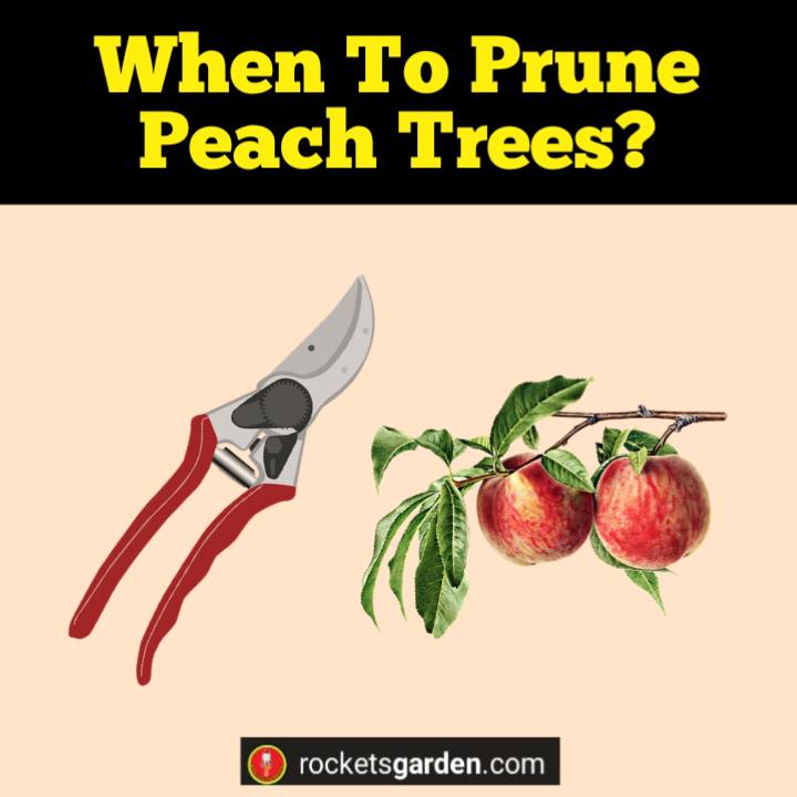 when to prune peach trees