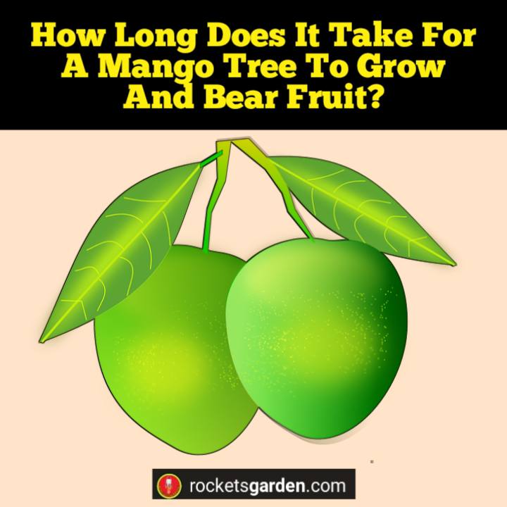 How Long Does It Take For A Mango Tree To Grow And Bear Fruit 