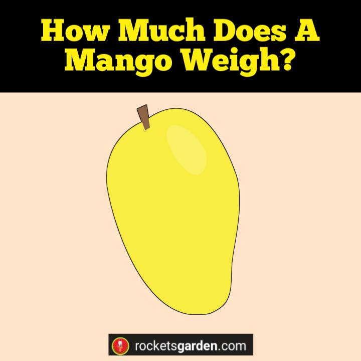 How Much Does A Mango Weigh? (How Much Do These Tropical Delights Tip