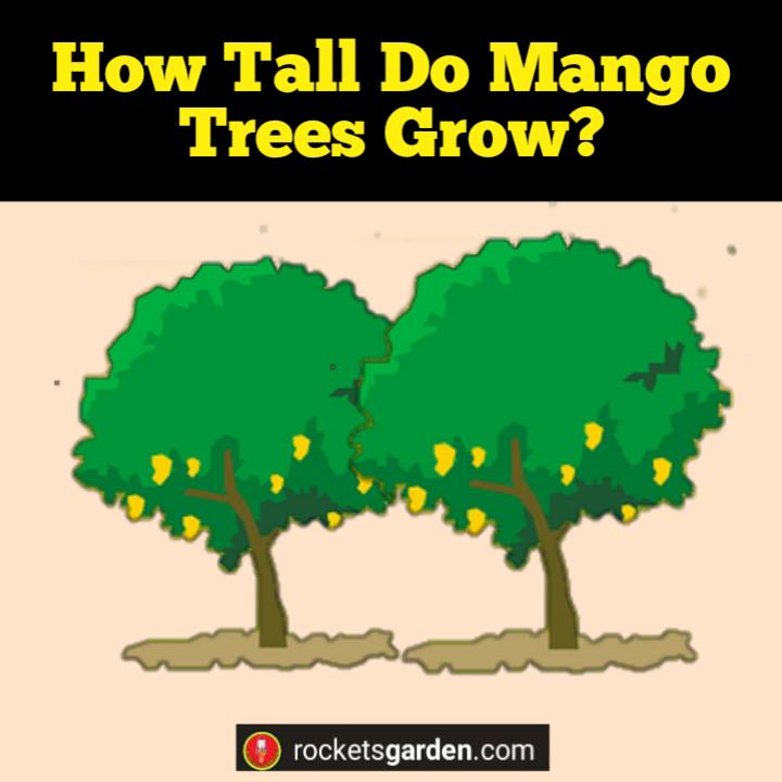 how tall do mango trees grow