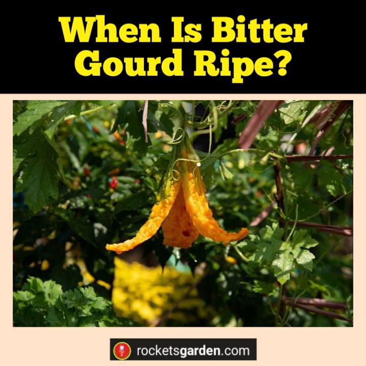 when is bitter gourd ripe