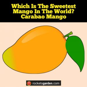 Sweetest Mango In The World: Discover the Exquisite Flavor of this ...