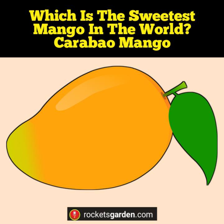 sweetest mango in the world