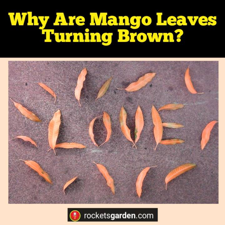 why are mango leaves turning brown