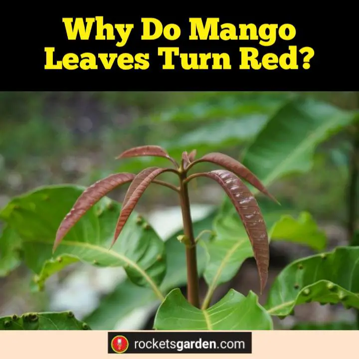 why do mango leaves turn red