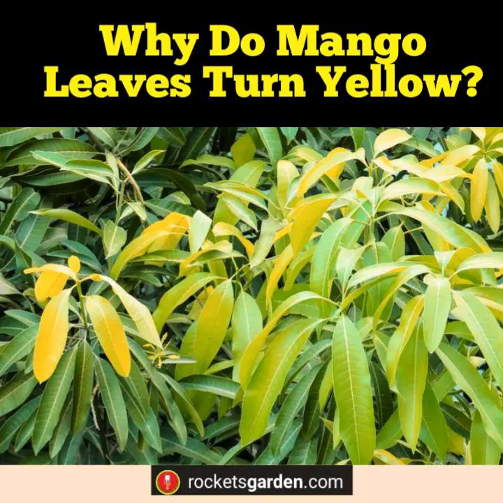 why do mango leaves turn yellow