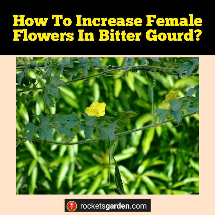 how to increase female flowers in bitter gourd