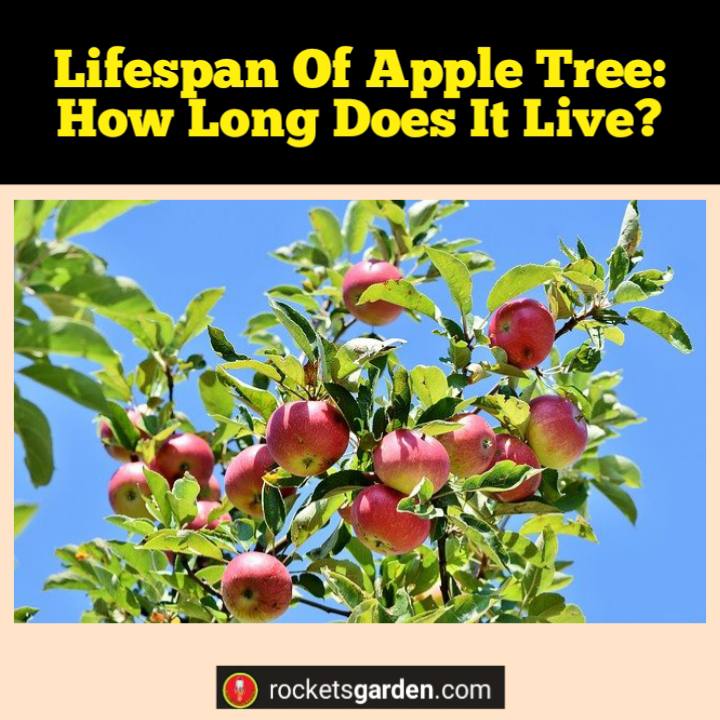 lifespan of apple tree
