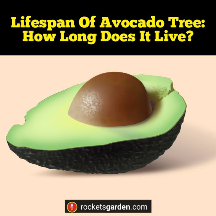 lifespan of avocado tree