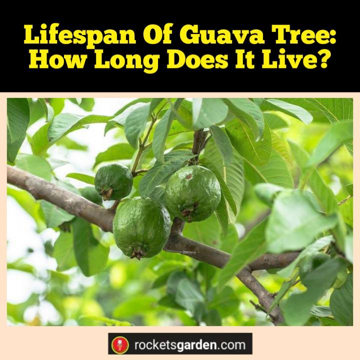 lifespan of guava tree