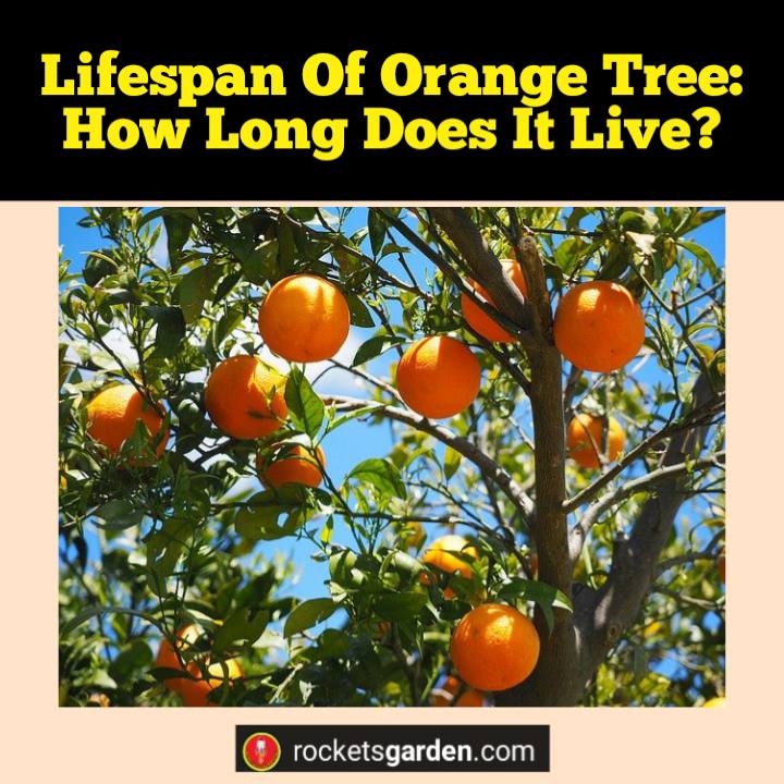 lifespan of orange tree