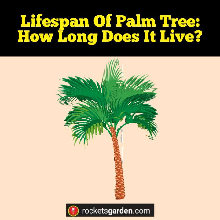 lifespan of palm tree