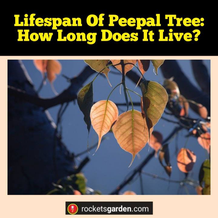 Lifespan Of Peepal Tree: How Long Does It Live?