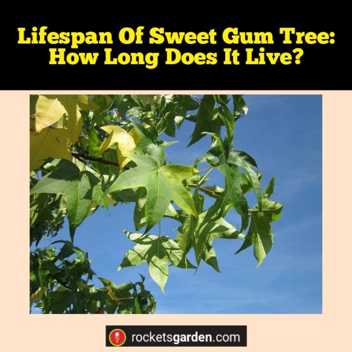 lifespan of sweet gum tree