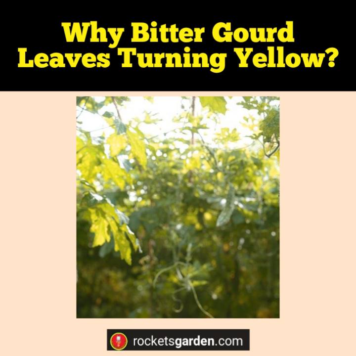 why bitter gourd leaves turning yellow