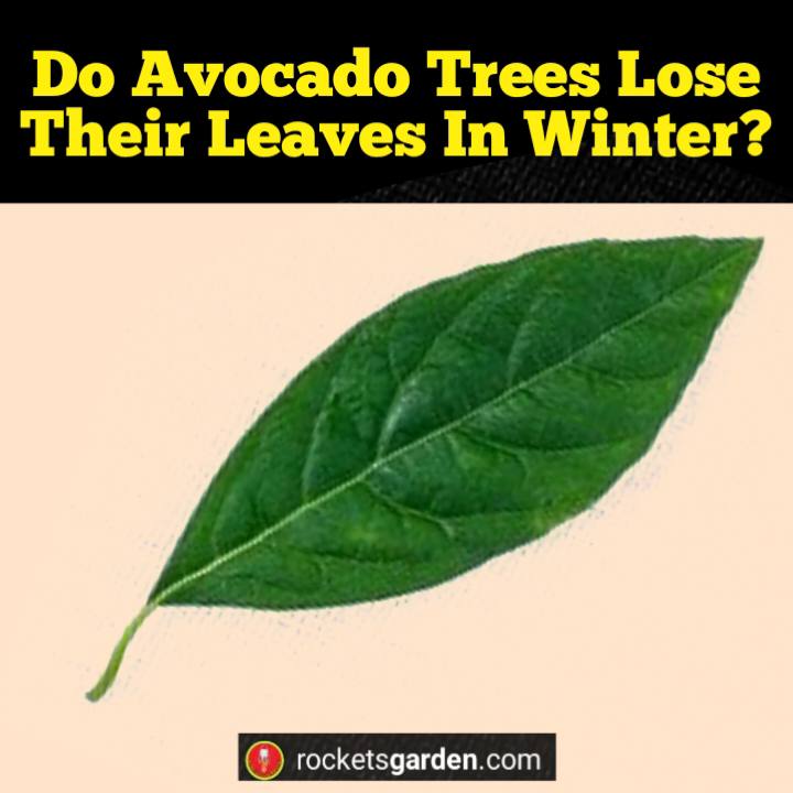 do avocado trees lose their leaves in winter