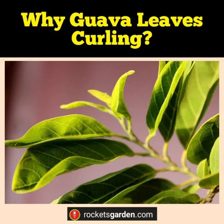 why guava leaves curling