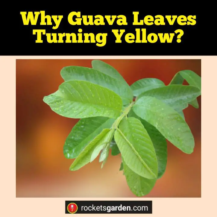 why guava leaves turning yellow