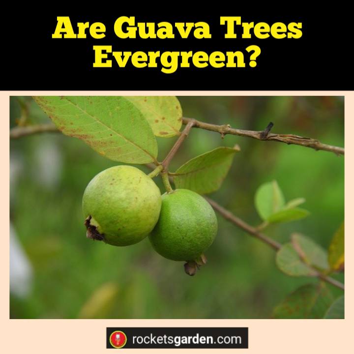 are guava trees evergreen