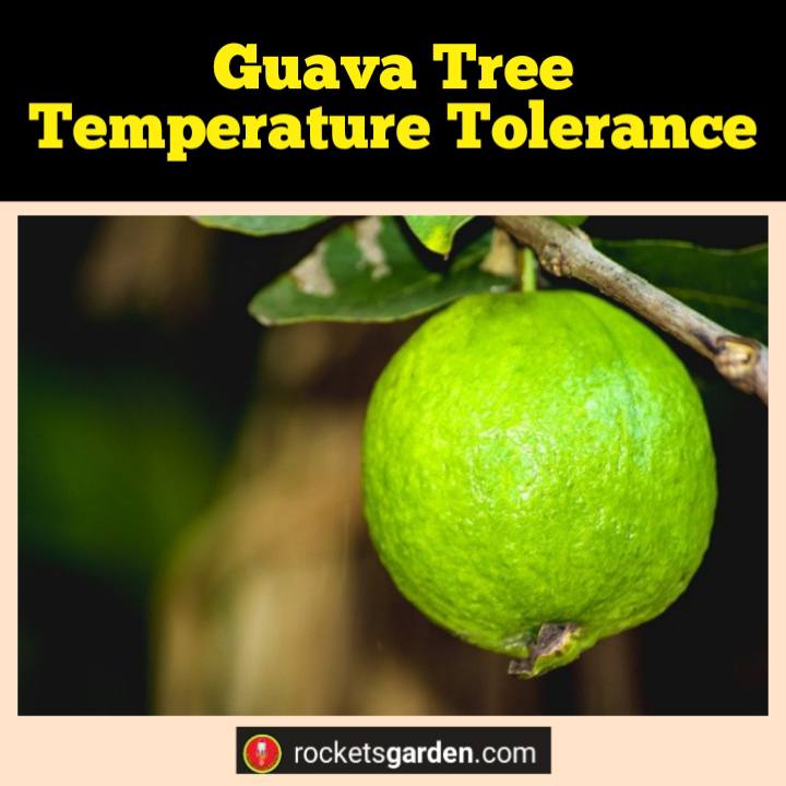 guava tree temperature tolerance