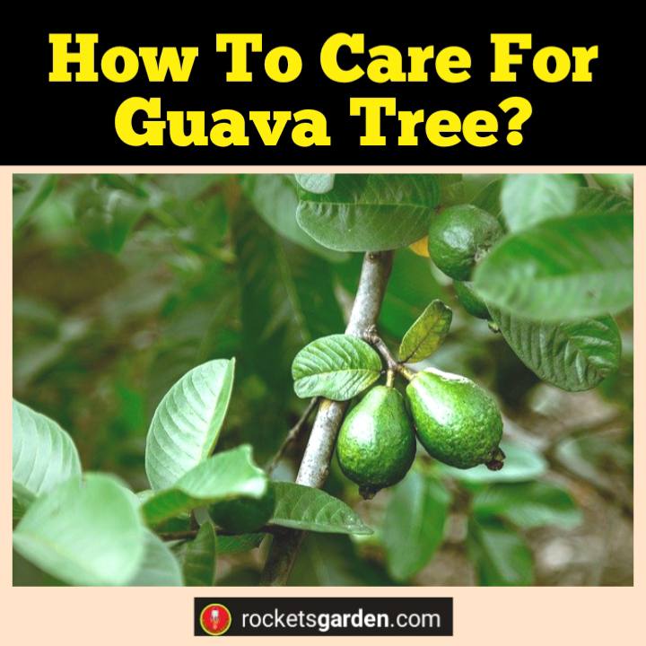 how to care for guava tree