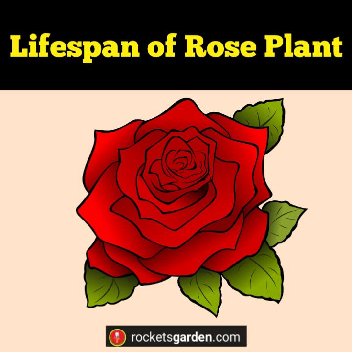 lifespan of rose plant