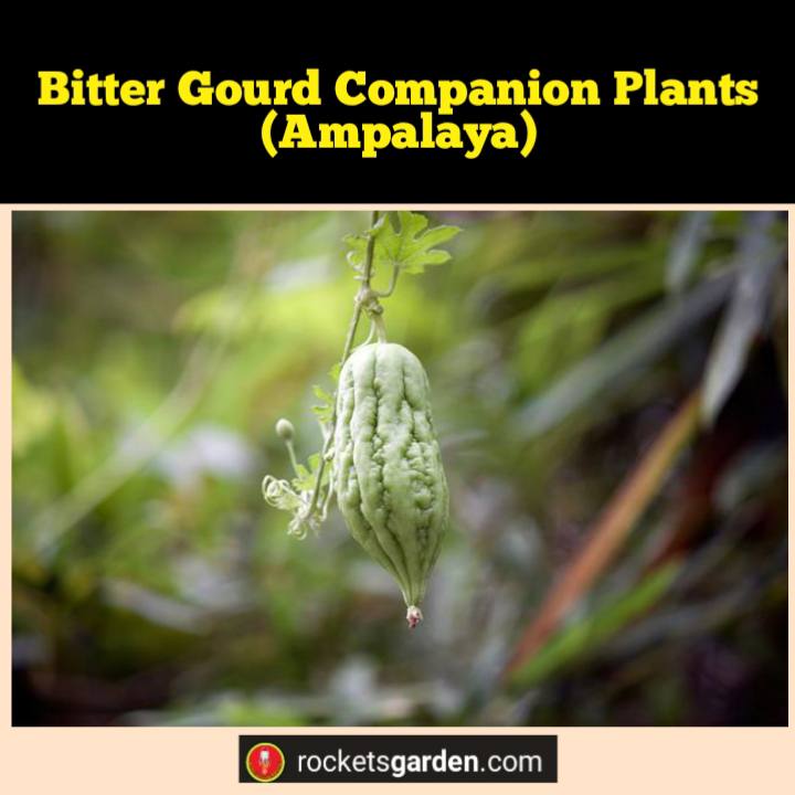 bitter gourd companion plants ampalaya