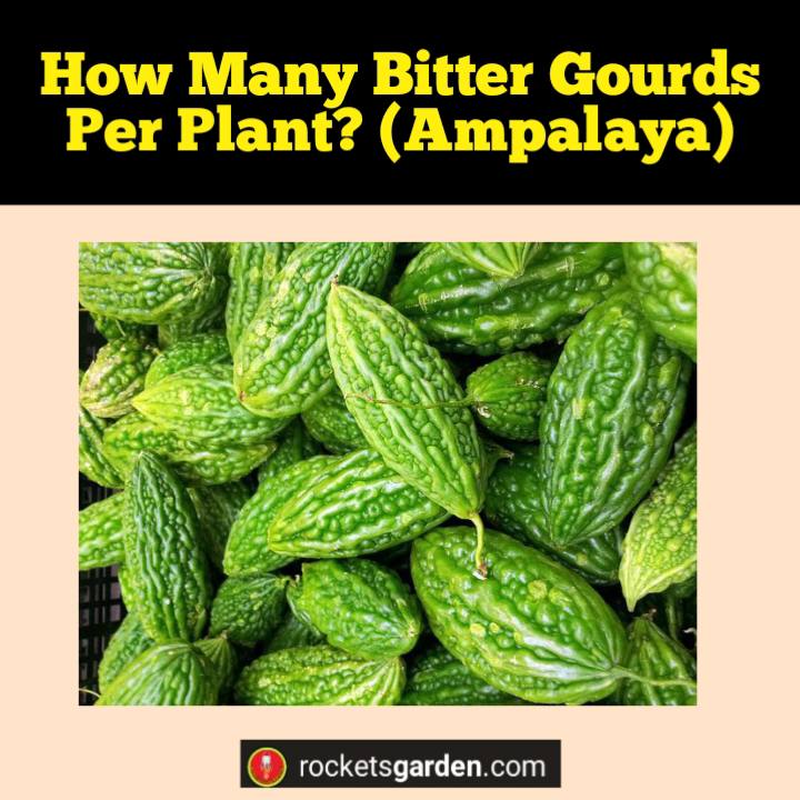 how many bitter gourds per plant ampalaya
