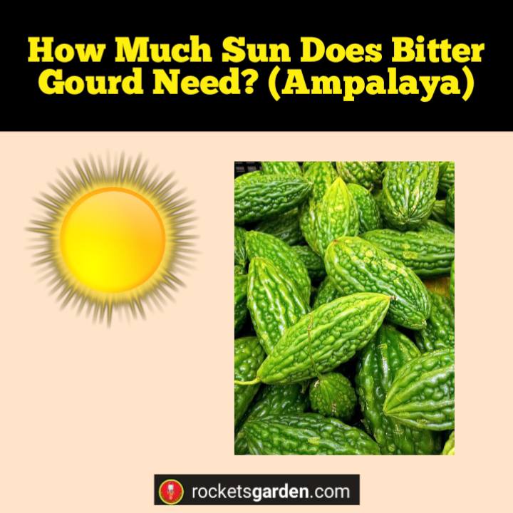 how much sun does bitter gourd need ampalaya
