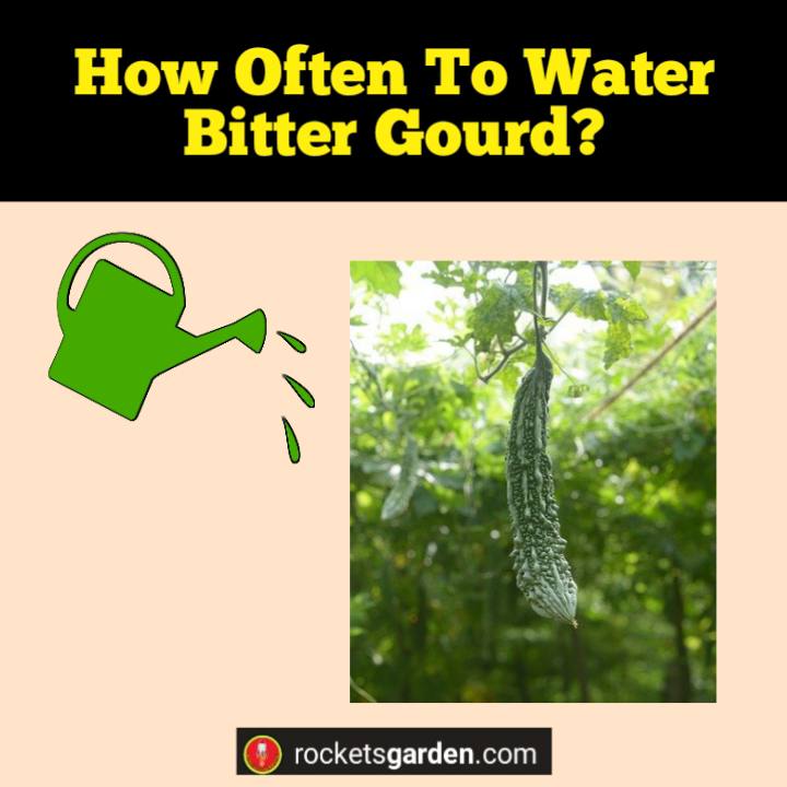 how often to water bitter gourd ampalaya