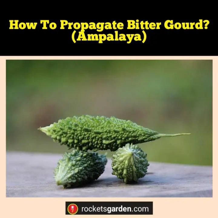 how to propagate bitter gourd ampalaya