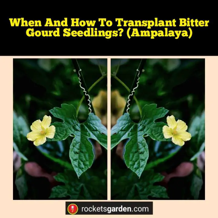 transplant bitter gourd seedlings ampalaya