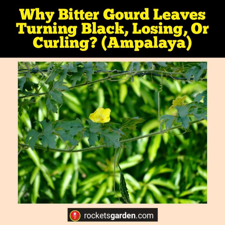 why bitter gourd leaves turning black losing curling ampalaya
