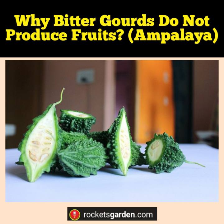 why bitter gourds do not produce fruits ampalaya