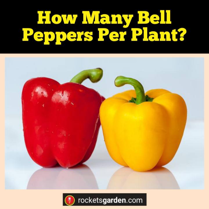 how many bell peppers per plant
