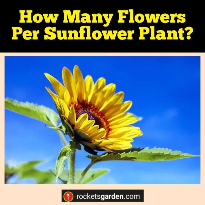 how many flowers per sunflower plant