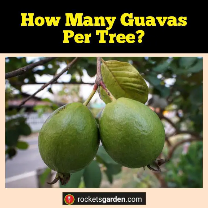 how many guavas per tree