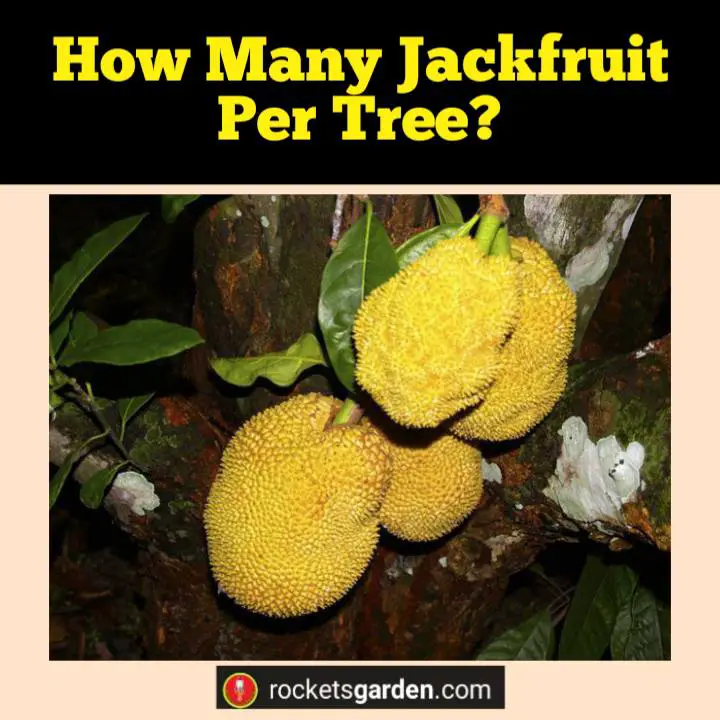 how many jackfruit per tree
