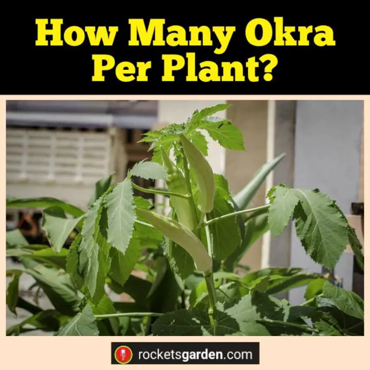 how many okra per plant