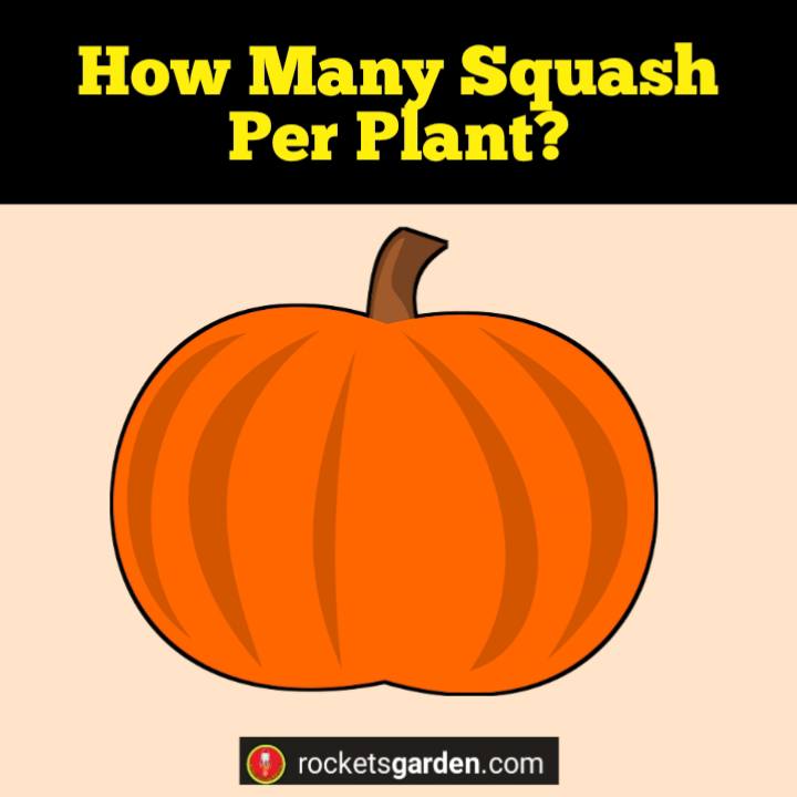 how many squash per plant