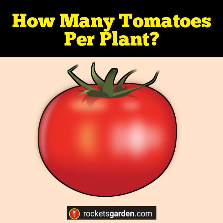 how many tomatoes per plant