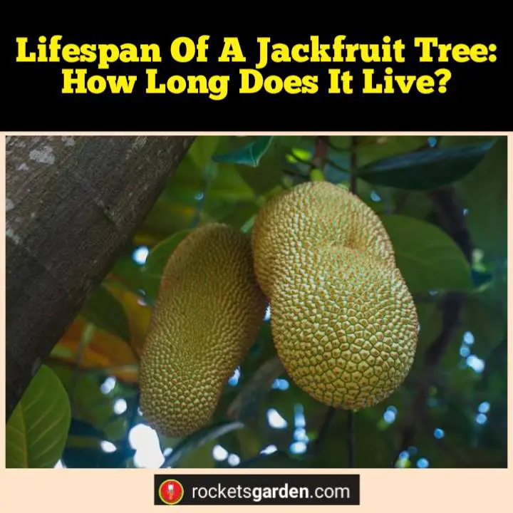 lifespan of a jackfruit tree