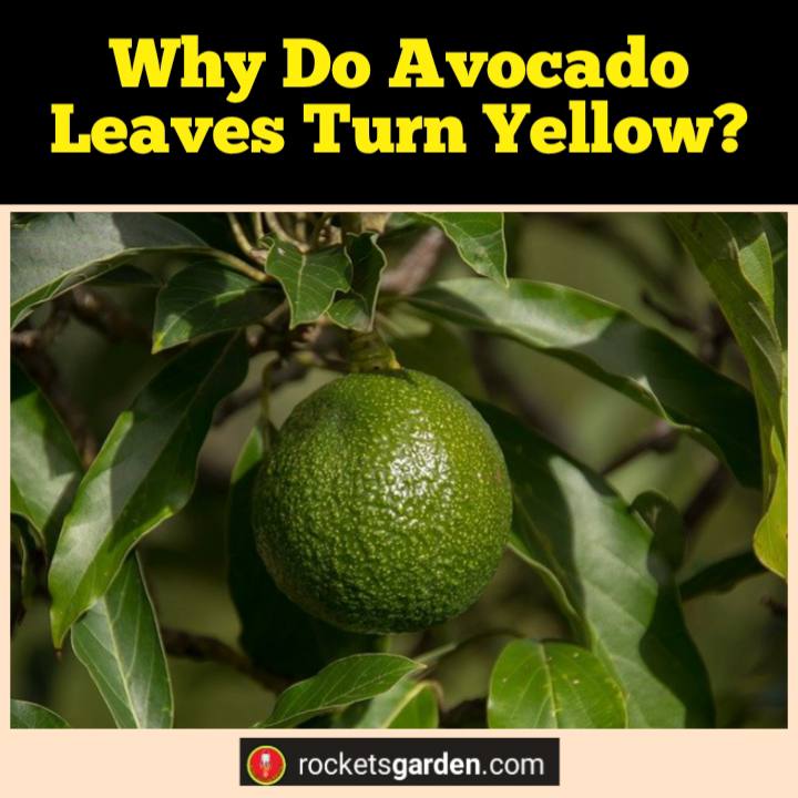 why do avocado leaves turn yellow