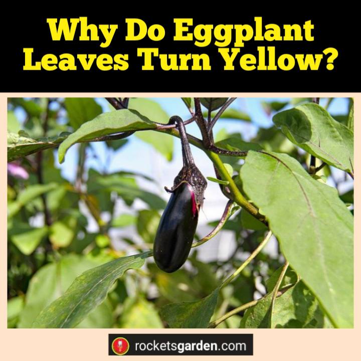 why do eggplant leaves turn yellow