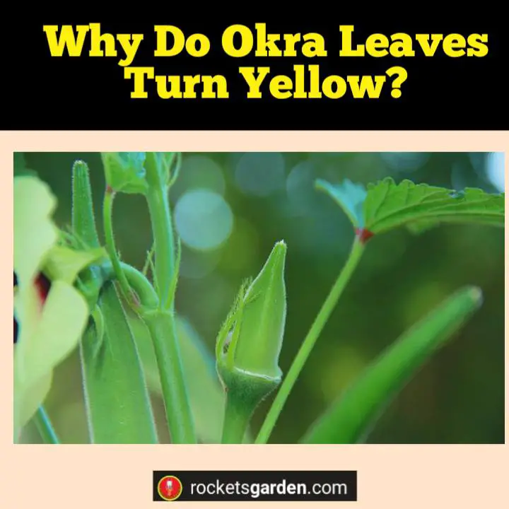 why do okra leaves turn yellow