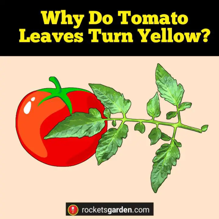why do tomato leaves turn yellow