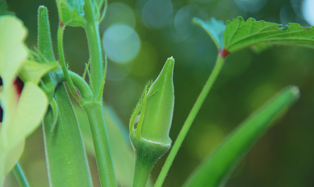 best okra companion plants